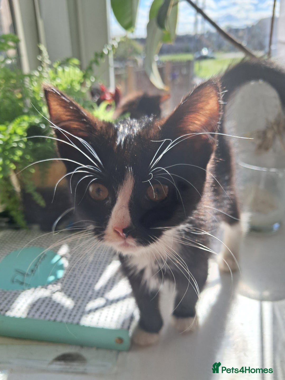 Mixed Breed cats for sale: 3 adorable black and white girls for sale. - Image 7