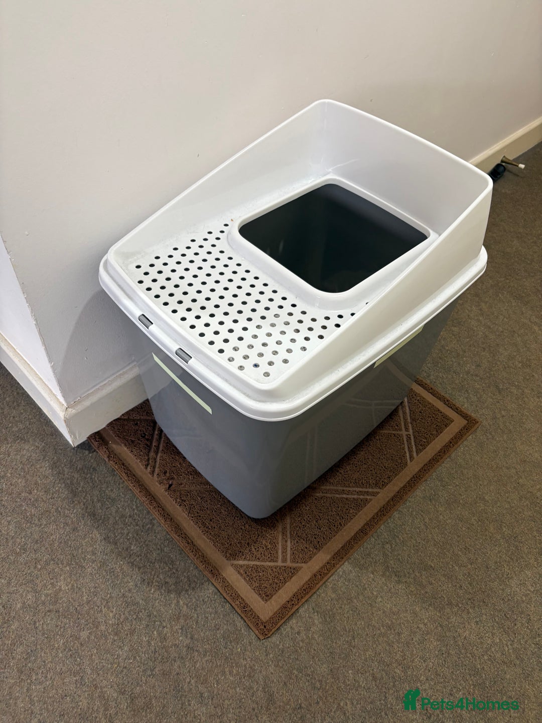 Mixed Breed cats for sale: Black Female Cat - Advert 14