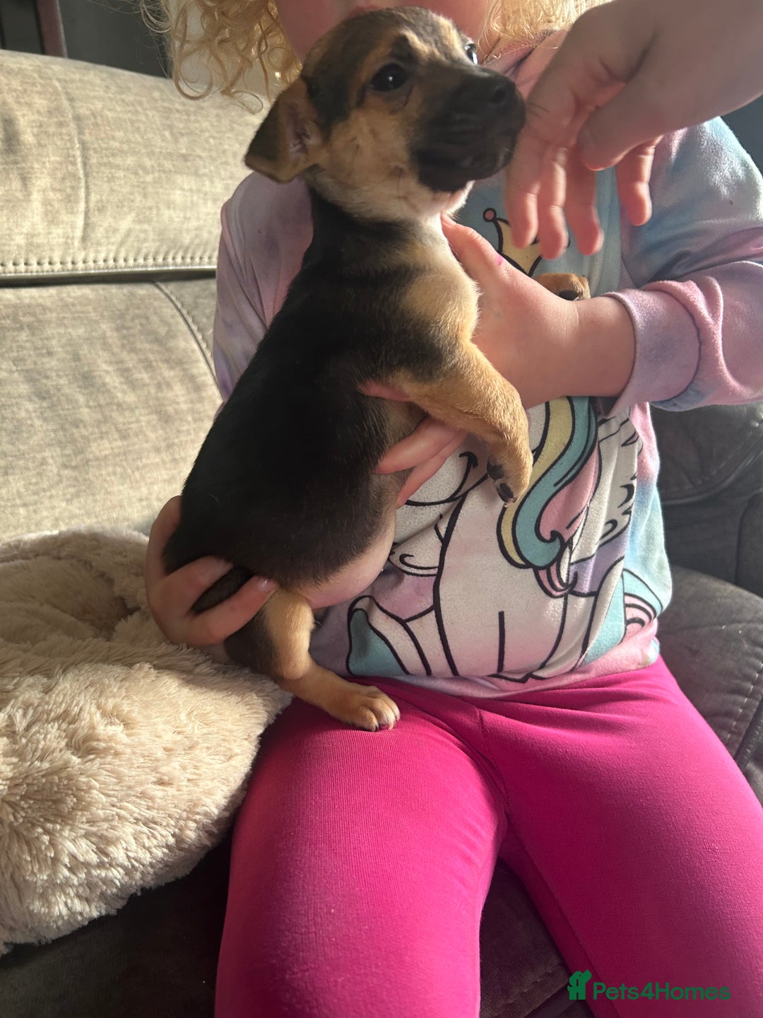 Jack Russell dogs for sale: Jack Russell pups  - Image 6