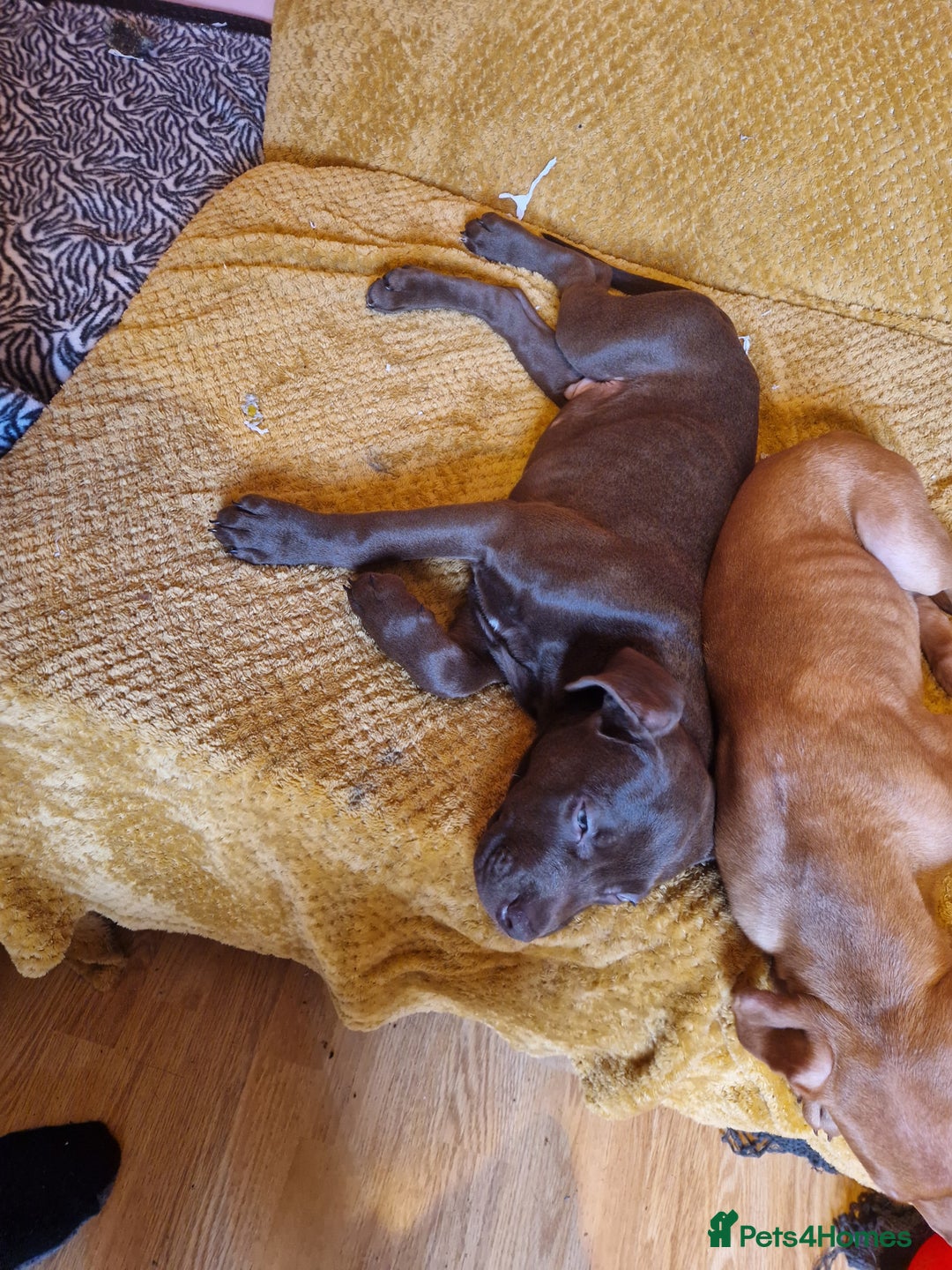 Mixed Breed dogs for sale: Doberman/labrador x american bulldog/english staff - Advert 15