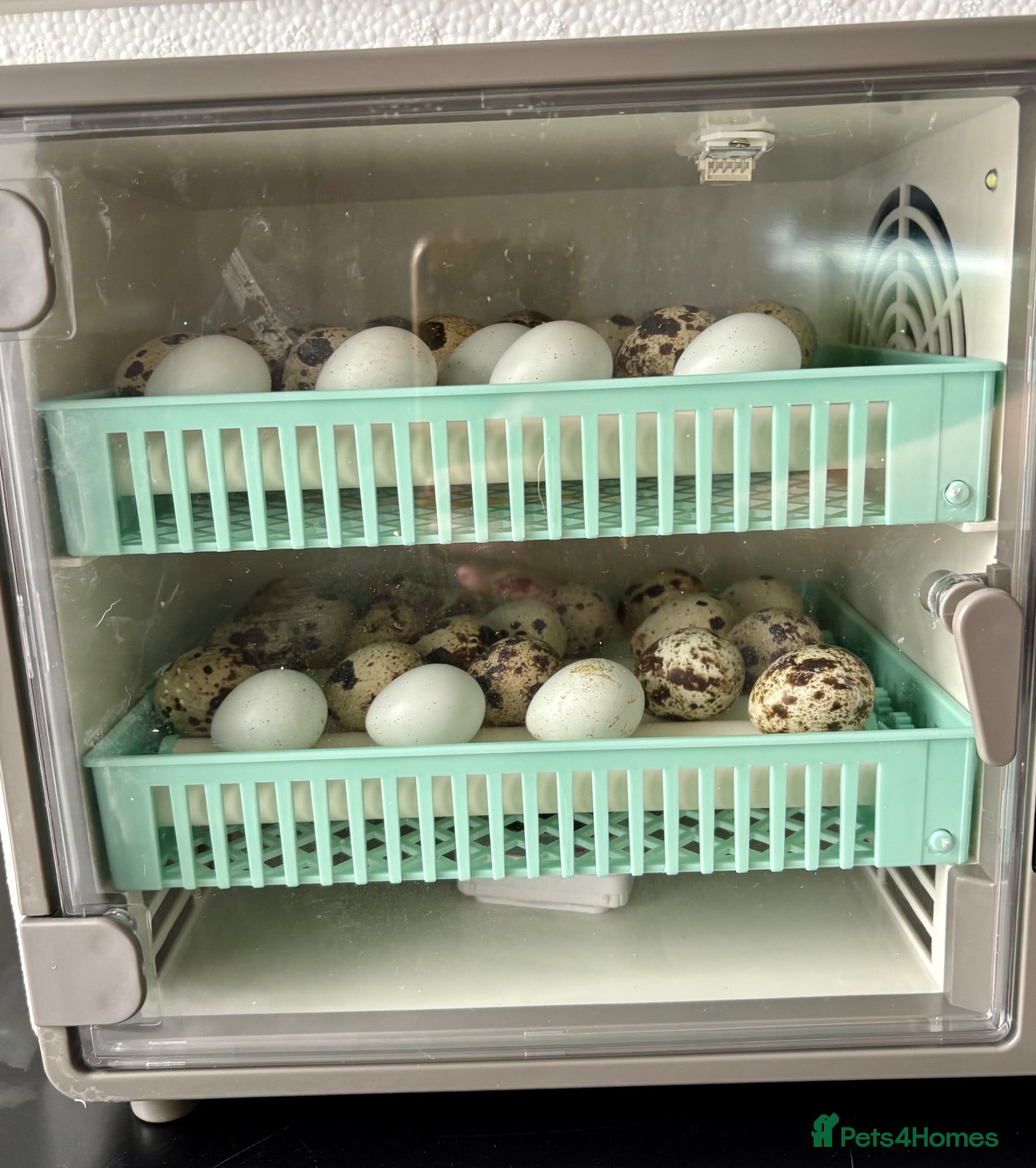 Quail poultry Mixed Coturnix Quail Chicks - Advert 1