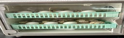 Quail poultry for sale: Mixed Coturnix Quail Chicks - Advert 1