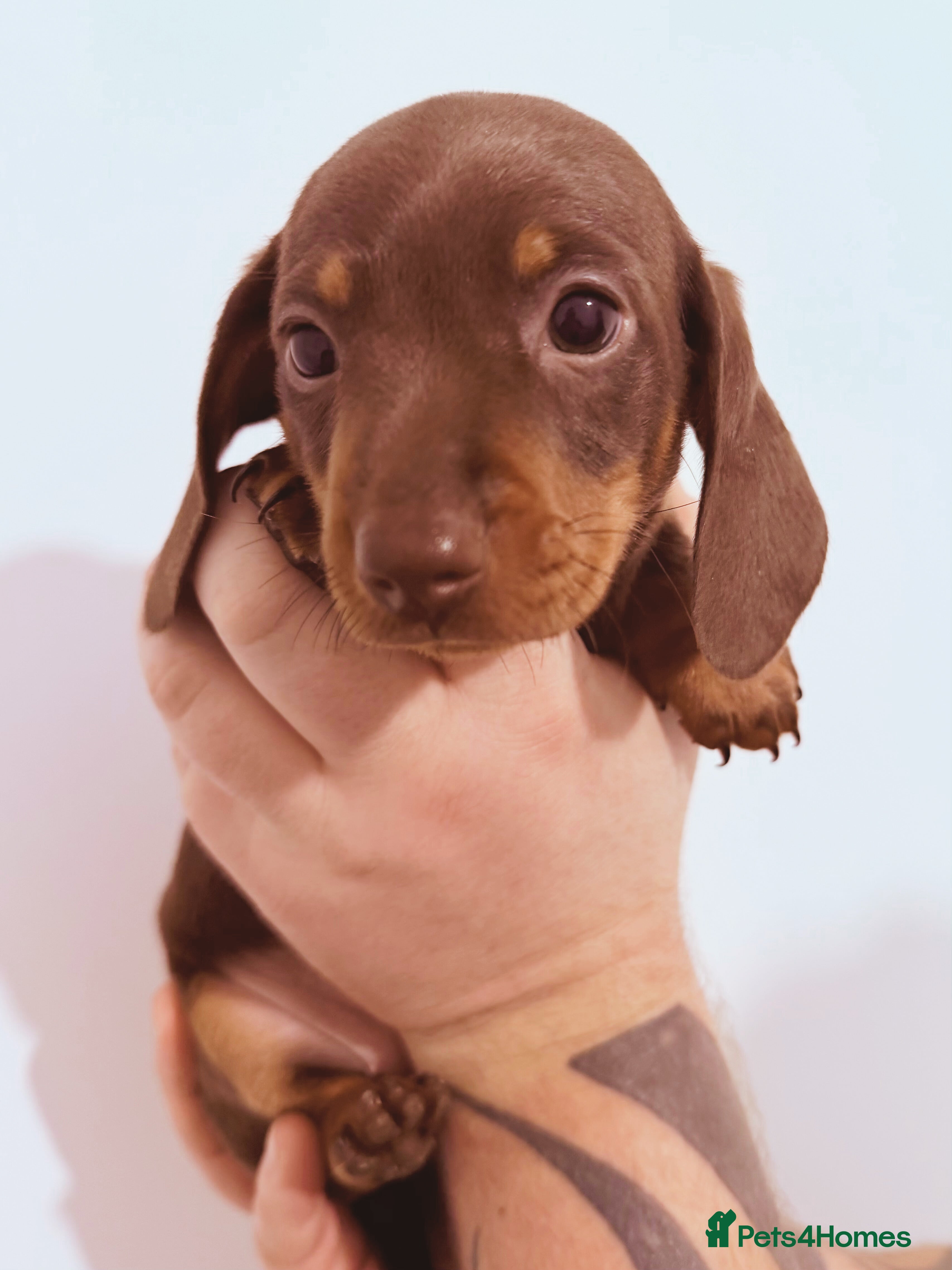 Miniature Dachshund dogs Beautiful miniature dachshund girls ready 22/3 - Advert 18