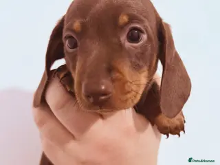 Miniature Dachshund dogs Beautiful miniature dachshund girls ready 22/3 - Advert 18