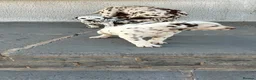 Dalmatian dogs for sale: Dalmatian beautiful - Advert 24