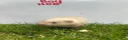 Ferret rodents for sale:     Baby Ferrets – Boys & Girls Available - Advert 5