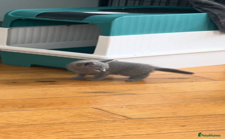 Russian Blue cats - Advert 2