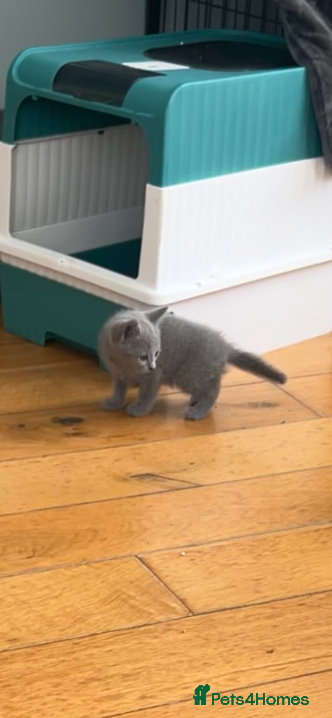 Russian Blue cats for sale: Adorable pure silver Russian blue kittens for sale - Image 1