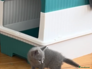 Russian Blue cats - Advert 15