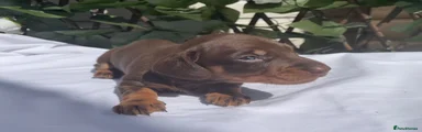 Chocolate boy 