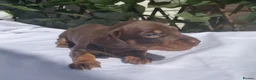Miniature Dachshund dogs for sale: BEAUTIFUL TINY MINIATURE DASCHUNDS DAPPLE KC  - Advert 40
