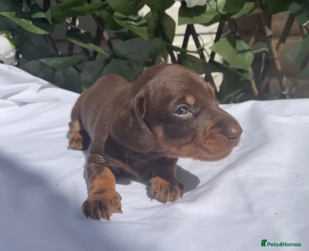Miniature Dachshund dogs for sale: BEAUTIFUL TINY MINIATURE DASCHUNDS DAPPLE KC  - Advert 40