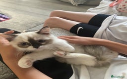 Ragdoll cats for sale: Ragdoll, beautiful little girl  - Image 1