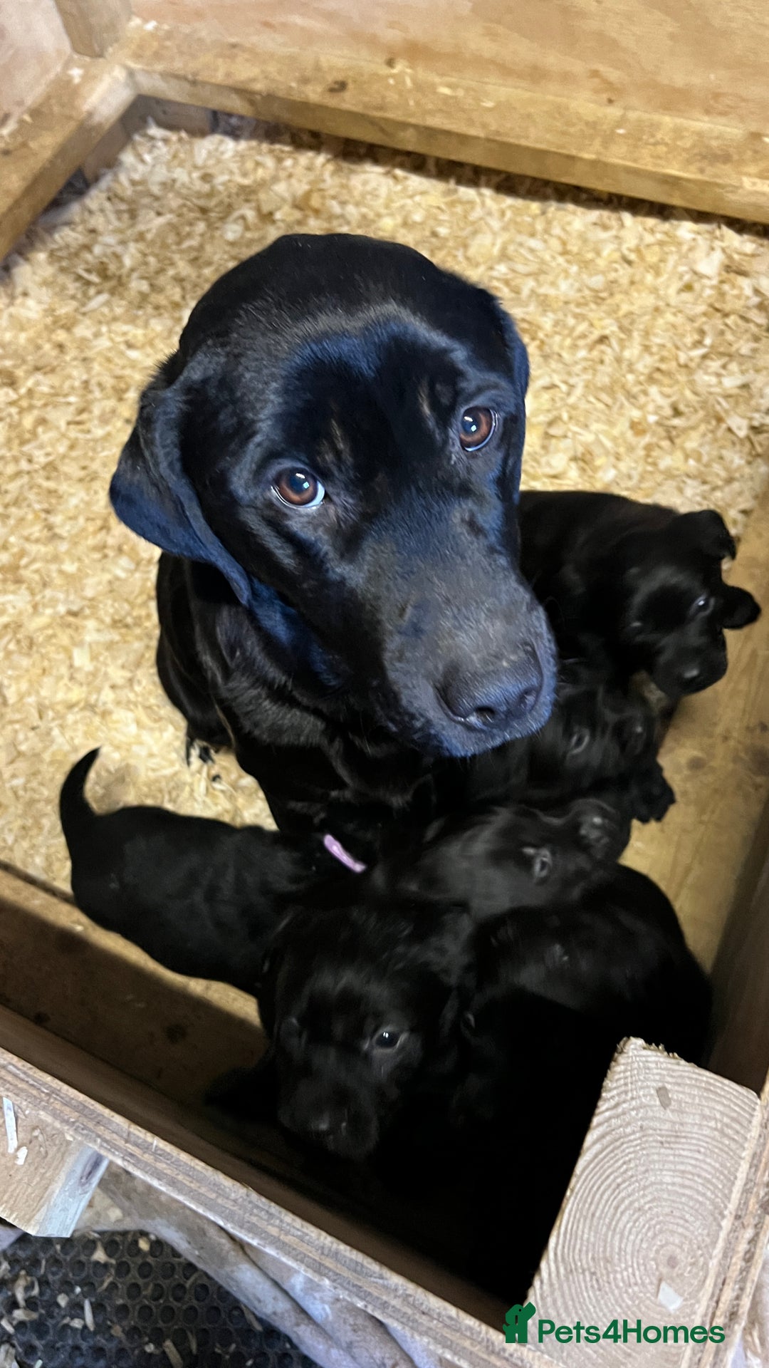 Labrador Retriever dogs for sale: KC Registered black Labrador Puppies for sale - Advert 2