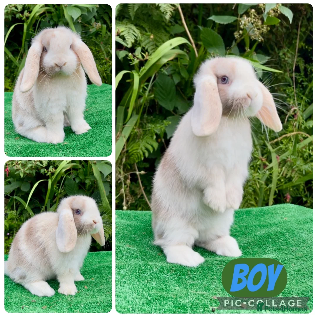 Mini Lop rabbits for sale: Baby mini lops ready now  - Advert 2