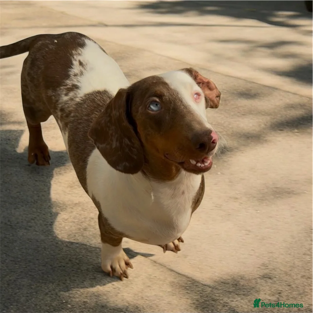 Dachshund dogs for sale: Beautiful Dachshund famale in need new home - Advert 1
