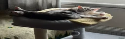 Domestic Shorthair cats for sale: 5 Beautiful Kittens - Advert 19