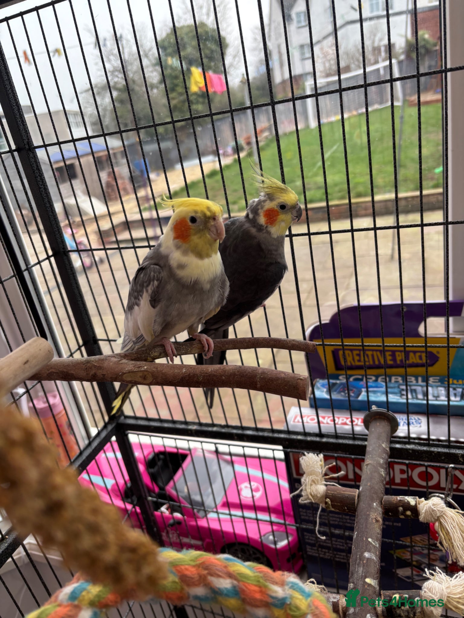 Cockatiels birds 2 cockatiels  - Advert 1