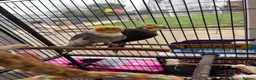 Cockatiels birds for sale: 2 cockatiels  in Carlisle - Advert 1