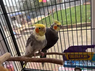 Cockatiels birds 2 cockatiels - Advert 1
