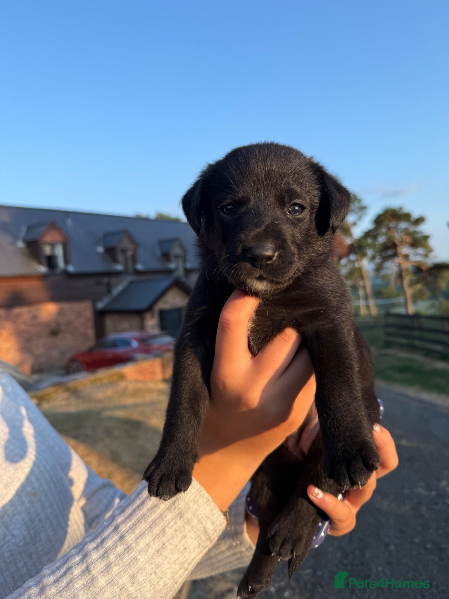 Borador dogs Stunning Lab x Collie, cream, black & chocolate! - Advert 2