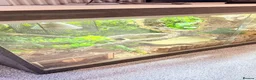 Boa Snake reptiles for sale: Sunglow boa constrictor  - Advert 3