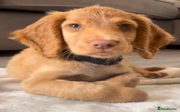 Cockapoo dogs for sale: Cocker spaniel puppy for sale - Image 4