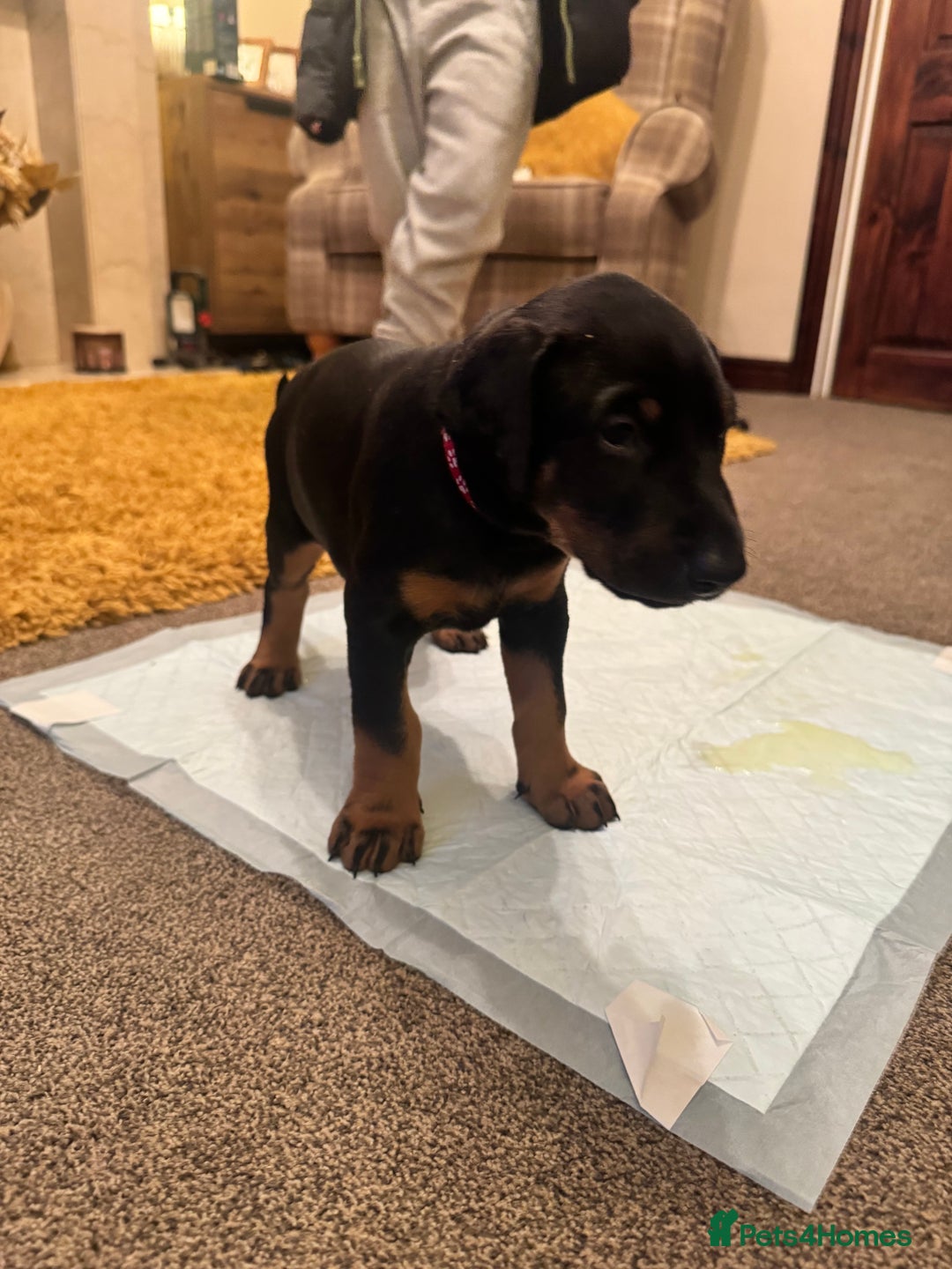 Dobermann dogs for sale: Dobermann puppies - Advert 6