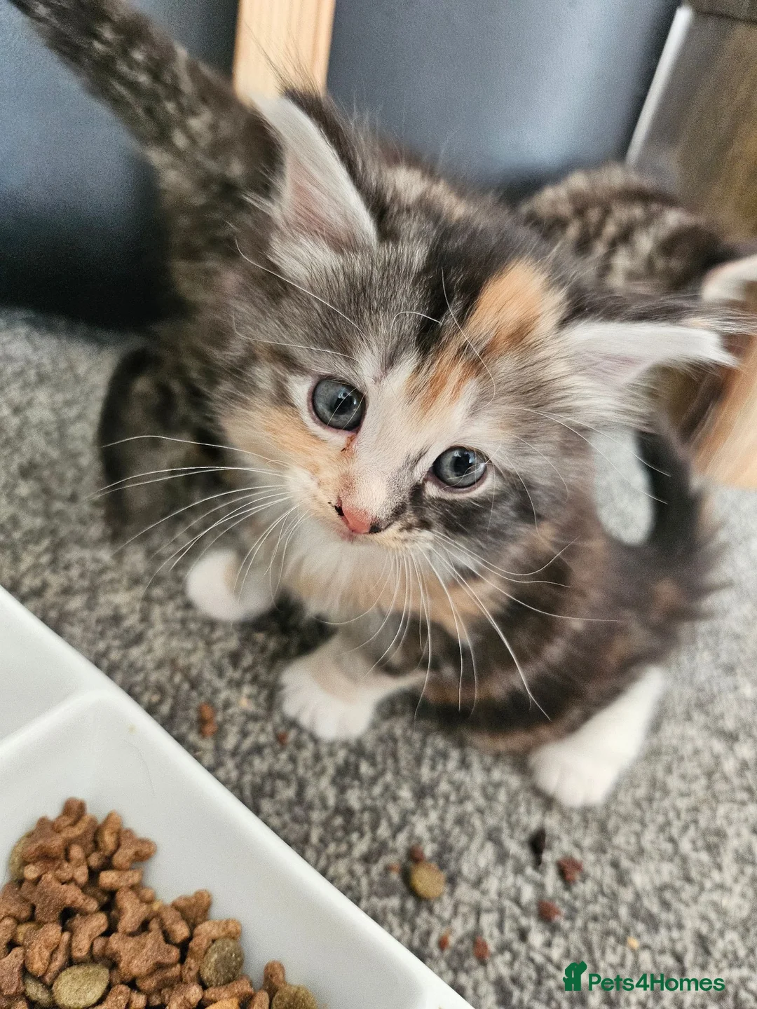 British Longhair cats for sale: Georgous silver silver & ginger Longhaired kittens - Advert 20