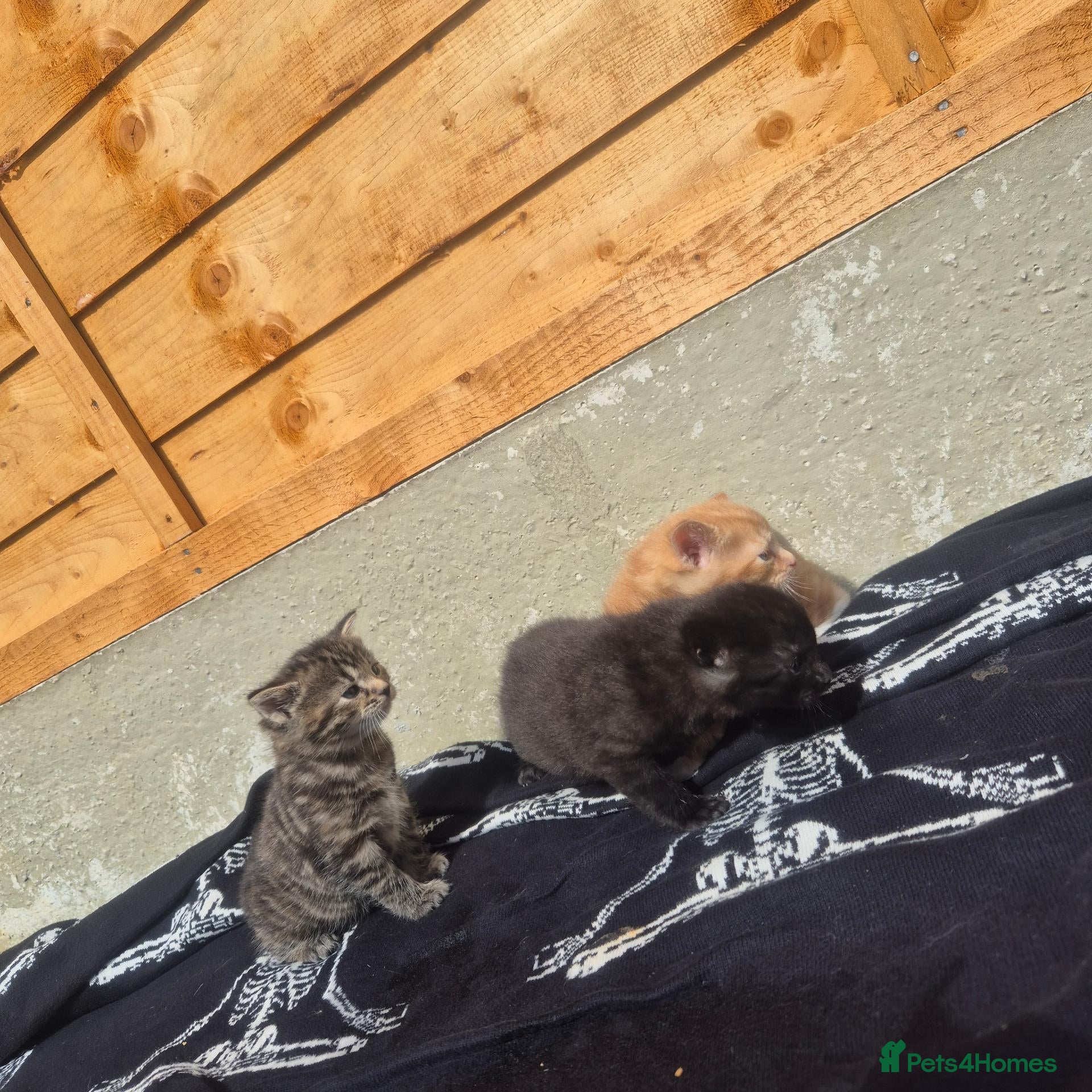 Mixed Breed cats Stunning bengal/maine coon mixed breed - Advert 2