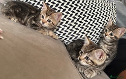 Mixed Breed cats for sale: British short hair/ragdoll mixed breed kittens  - Image 5