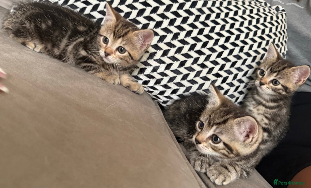 Mixed Breed cats for sale: British short hair/ragdoll mixed breed kittens  - Image 5
