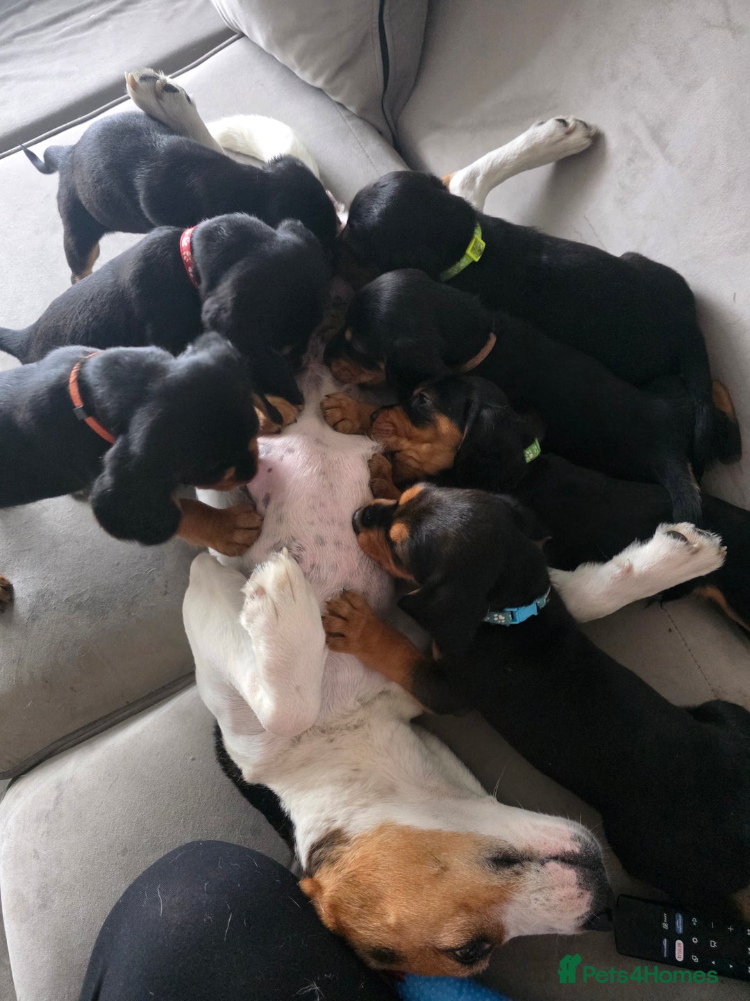 Bocker dogs for sale: 7x Bocker pups (born 22/06/2025) - Image 1