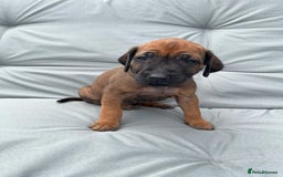 Rhodesian Ridgeback dogs for sale: Ridgeback: Chunky, Large Paws and Full Ridges  in Buckley - Image 30