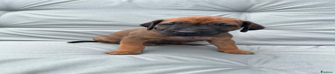 Rhodesian Ridgeback Puppy 6 Black