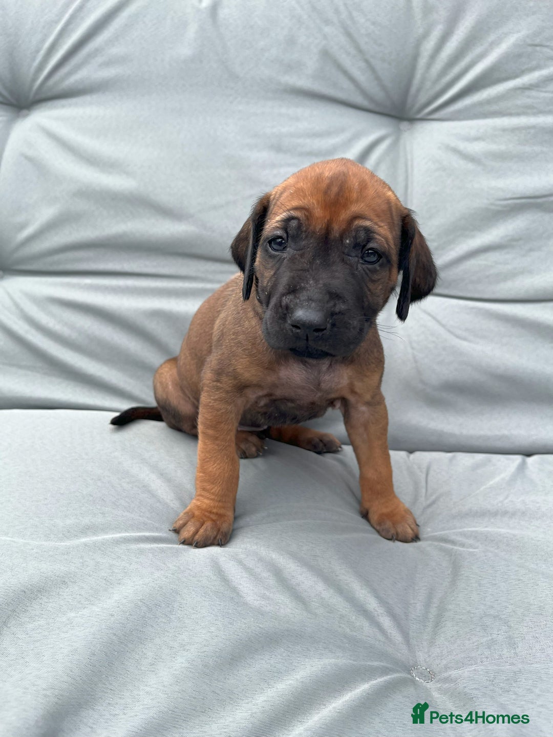 Rhodesian Ridgeback dogs for sale: Ridgeback: Chunky, Large Paws and Full Ridges  in Buckley - Image 30