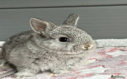 Netherland Dwarf rabbits for sale: Outstanding Pure Bred Netherland Dwarf Male  - Image 3