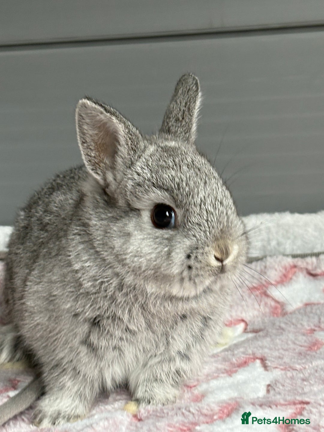 Netherland Dwarf rabbits for sale: Outstanding Pure Bred Netherland Dwarf Male  - Image 3