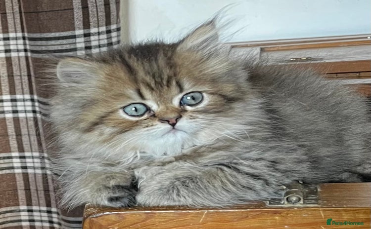 Persian cats - Advert 2