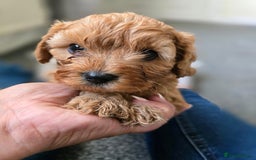 Cavapoo dogs for sale: Cavapoo Puppies Boys - Image 8