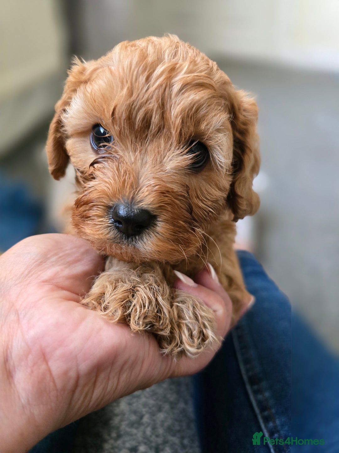 Cavapoo dogs for sale: Cavapoo Puppies Boys - Image 8