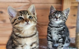 Bengal cats for sale: Adorable Half Bengal Kittens - Image 21