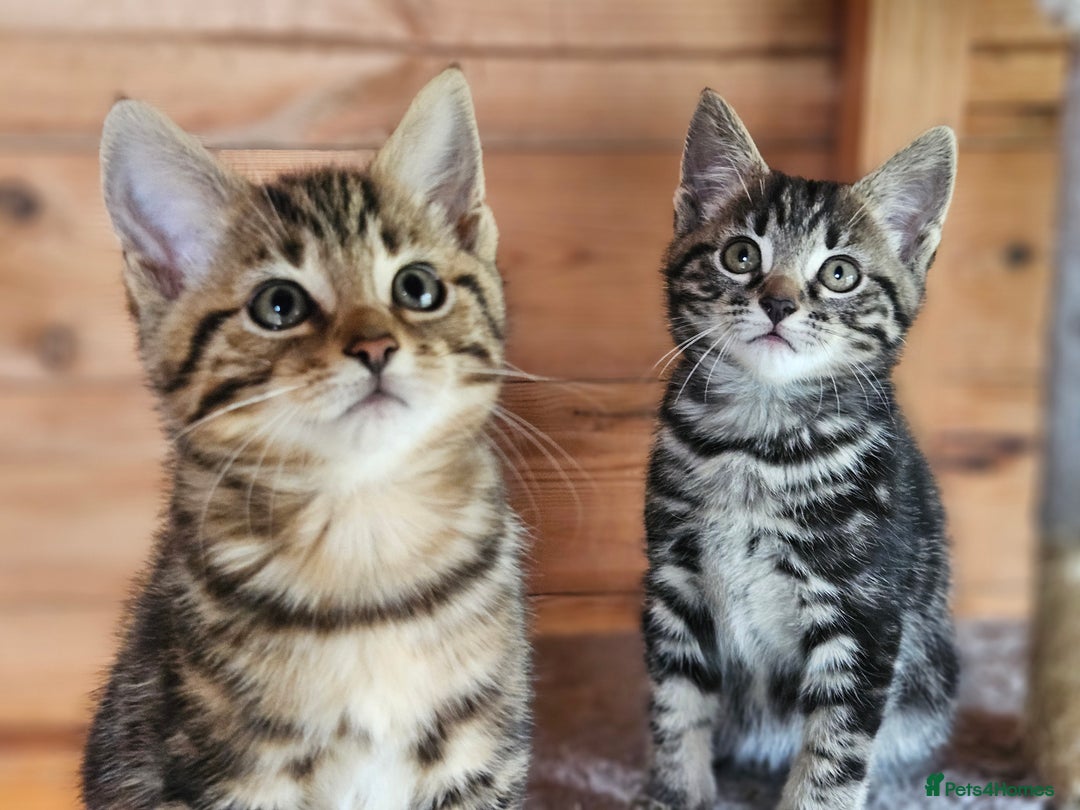 Bengal cats for sale: Adorable Half Bengal Kittens - Image 21