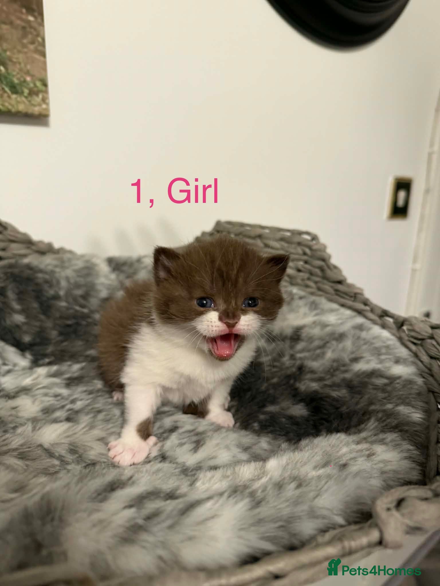 British Shorthair cats BSH kittens💚💙💜🧡🎀🎀🎀 - Advert 1