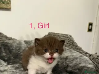British Shorthair cats BSH kittens💚💙💜🧡🎀🎀🎀 - Advert 2