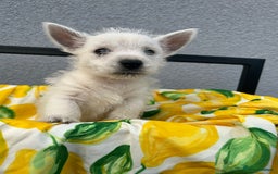 West Highland Terrier dogs for sale: West highland terrier puppies  - Image 9