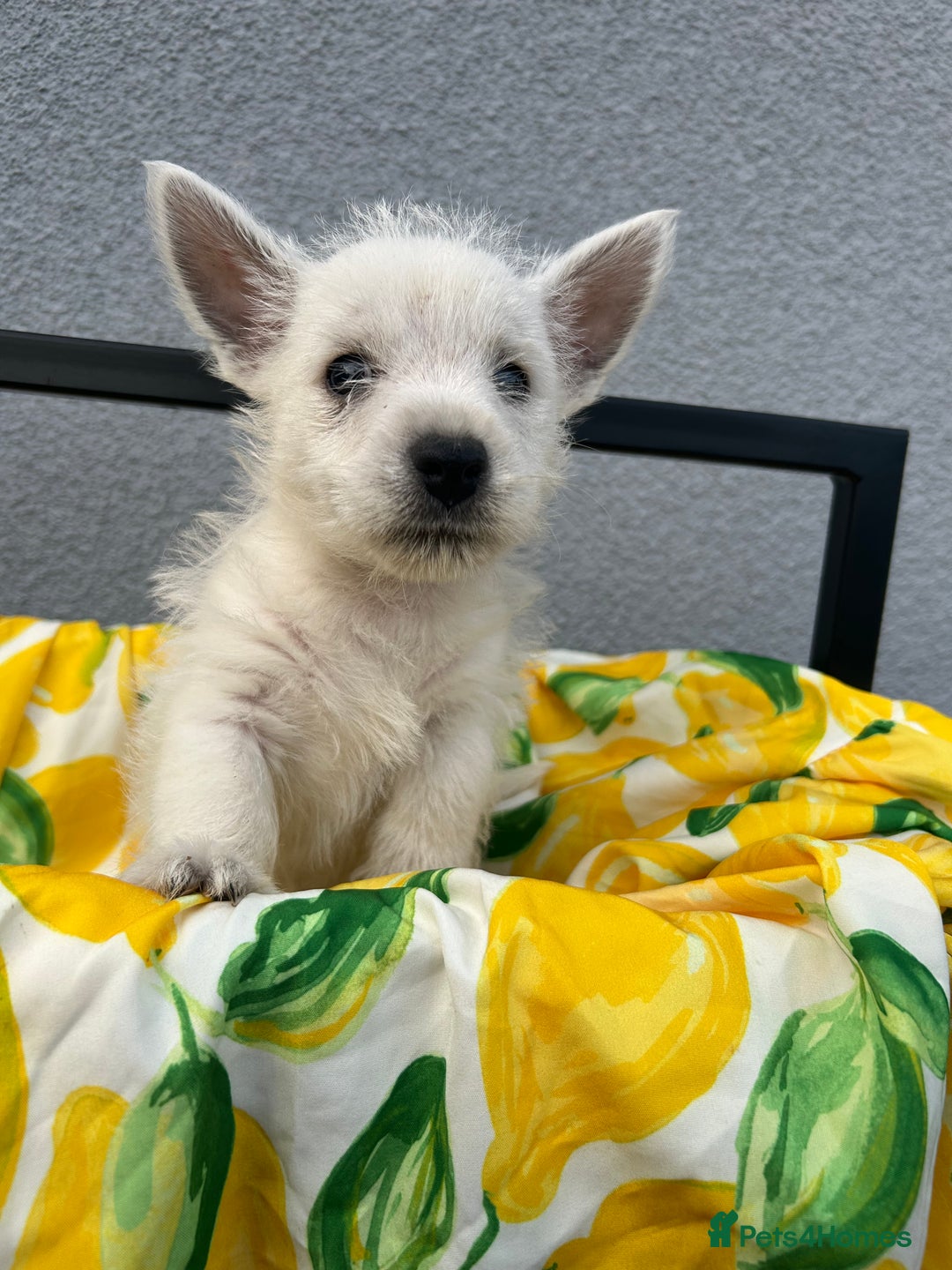West Highland Terrier dogs for sale: West highland terrier puppies  - Image 9