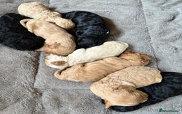 Mixed Breed dogs for sale: 8 beautiful cockapoo cross cavapoo pups - Image 24
