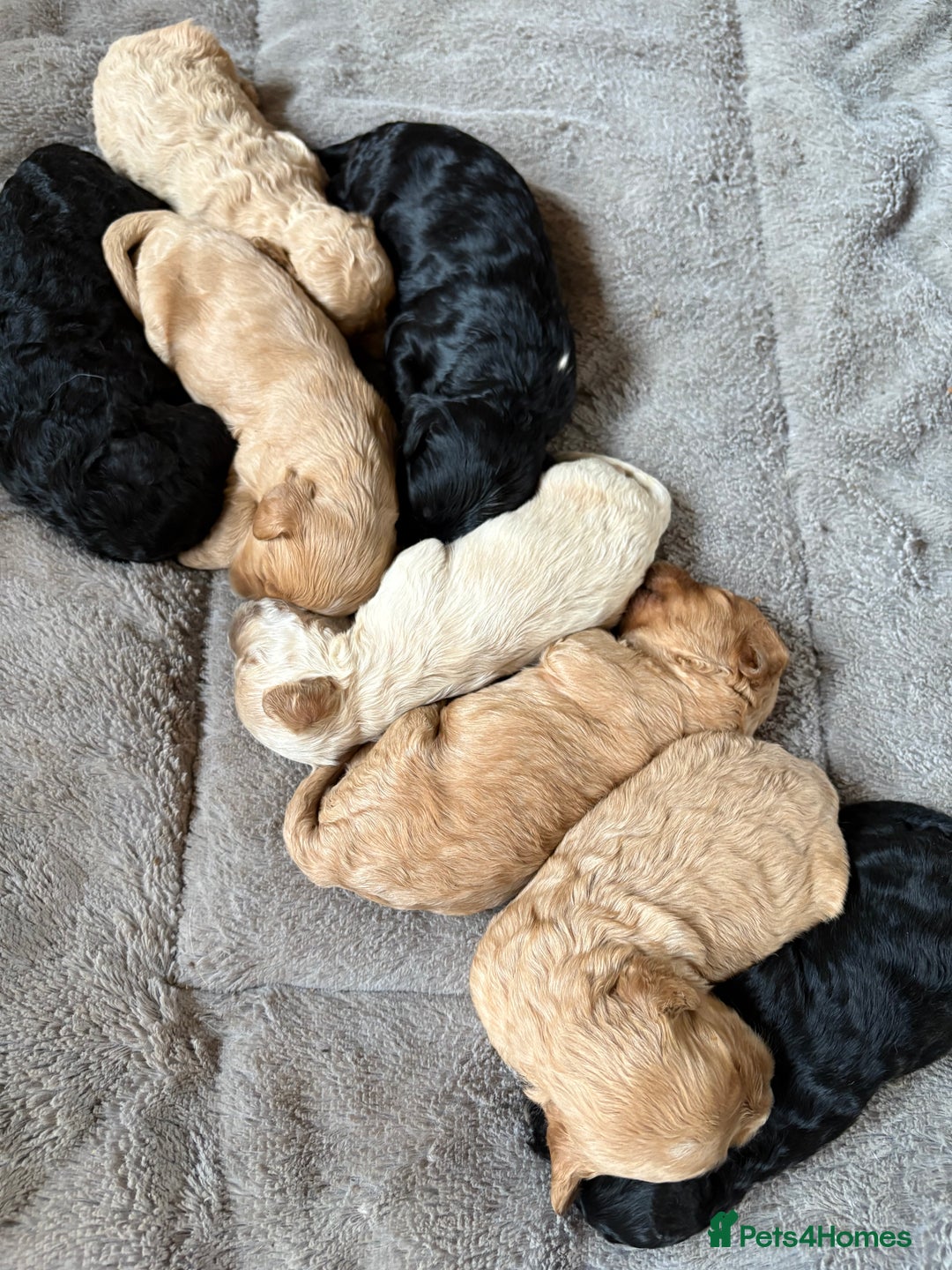 Mixed Breed dogs for sale: 8 beautiful cockapoo cross cavapoo pups - Image 24