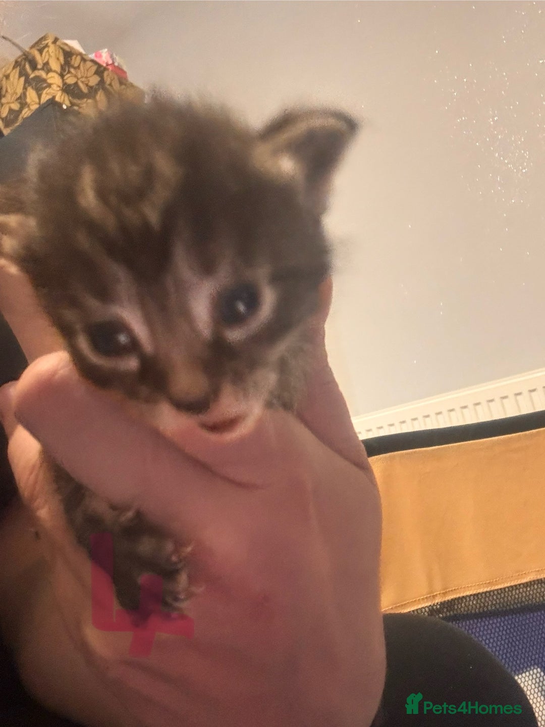 Mixed Breed cats for sale: Kittens - Image 4